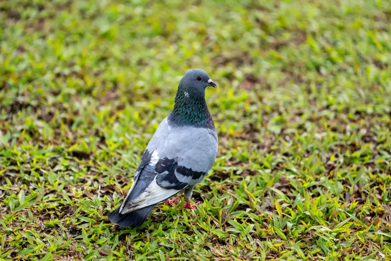 Rock pigeon on the KLCC Park lawn — morning wildlife at the towers