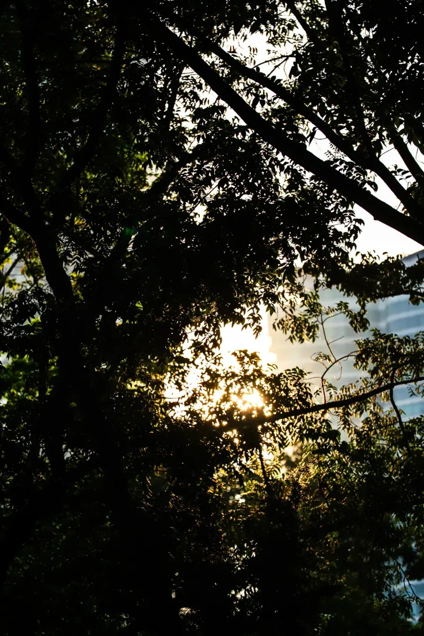 Sunrise through the KLCC canopy — golden light filtering through tropical trees