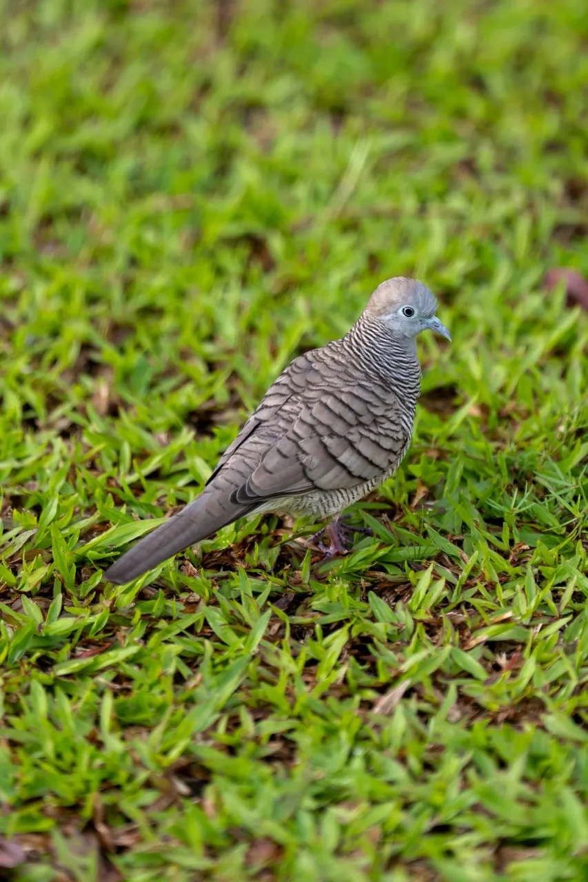 Zebra dove foraging on KLCC Park lawn at sunrise
