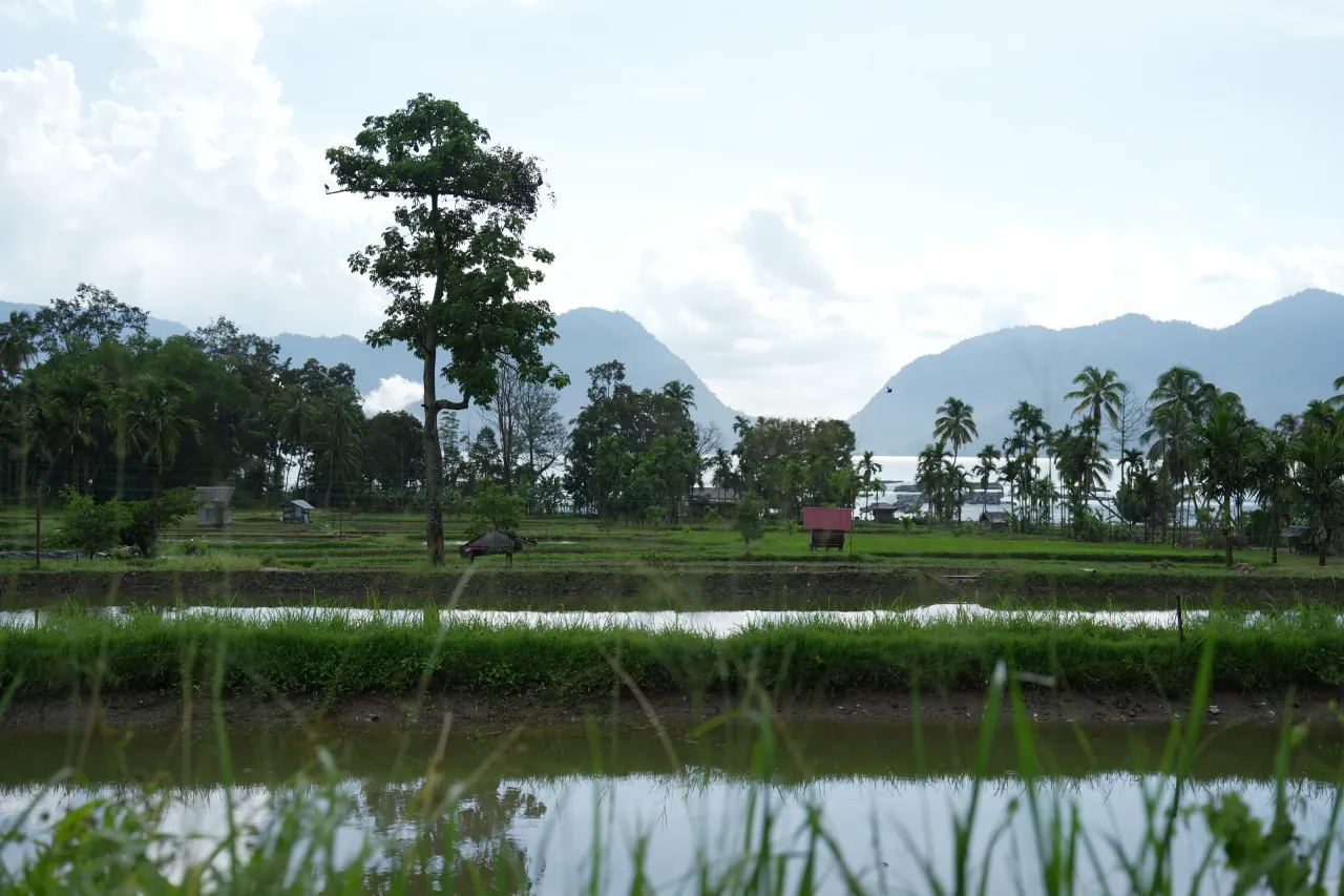 Rice fields and lone tree — rural landscape photography in West Sumatra
