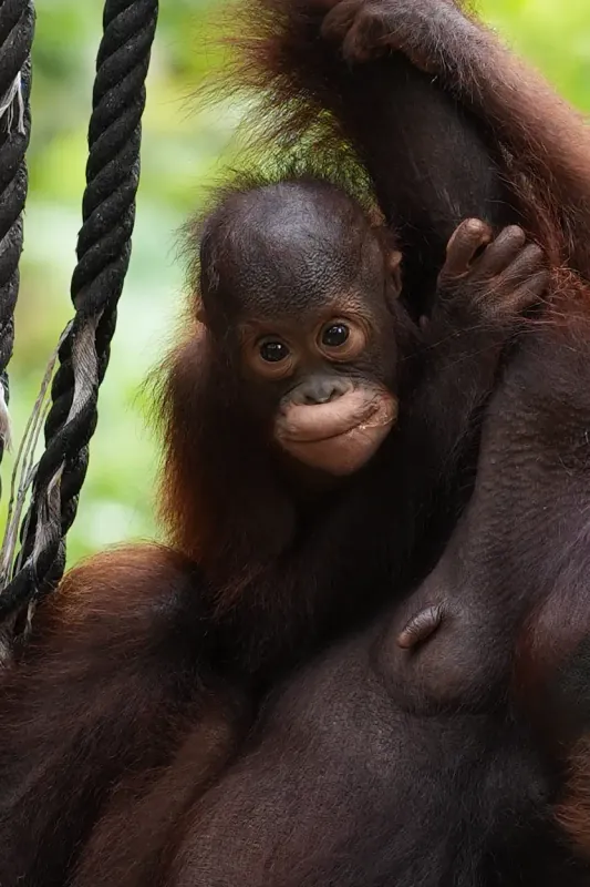 Juvenile Bornean orangutan close-up on the rope line