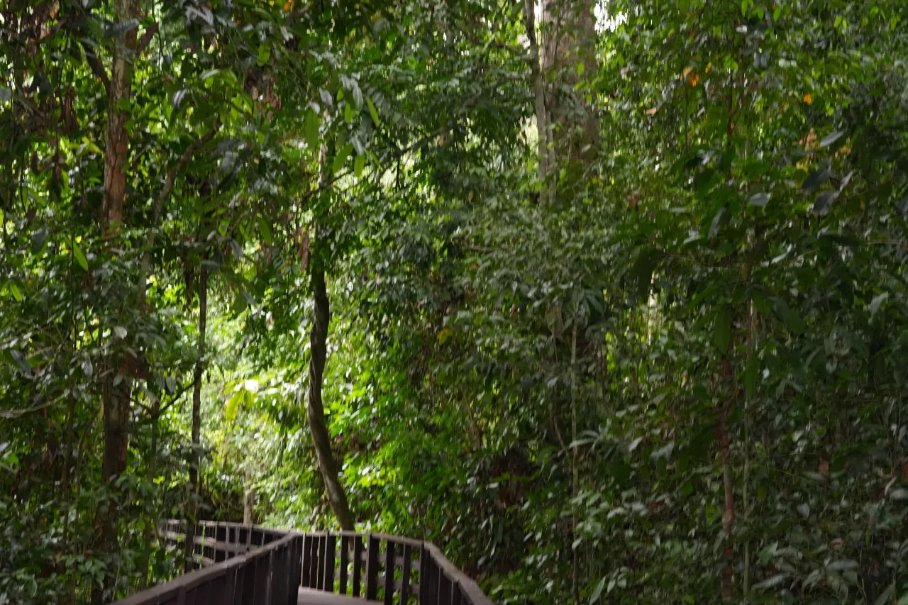 Boardwalk running into the Sepilok rainforest reserve