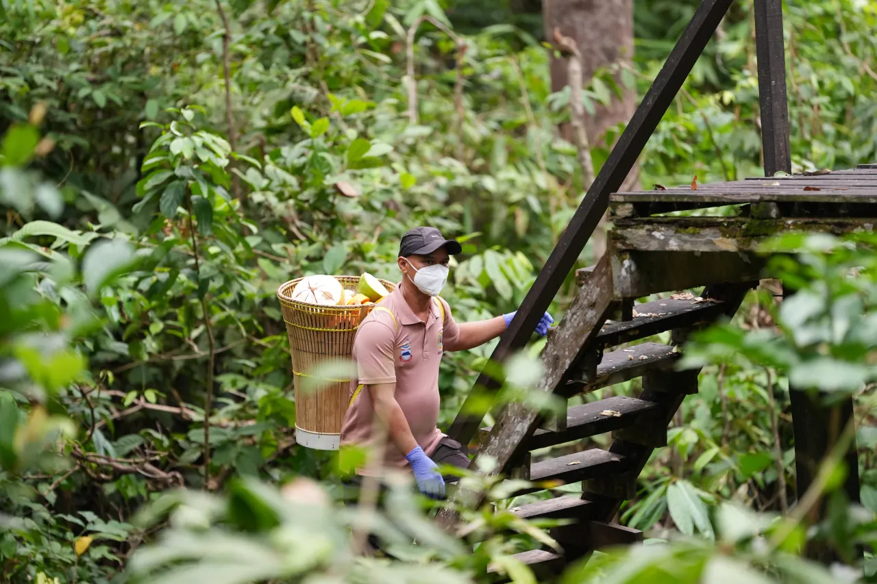 Ranger descending the steps to the feeding platform