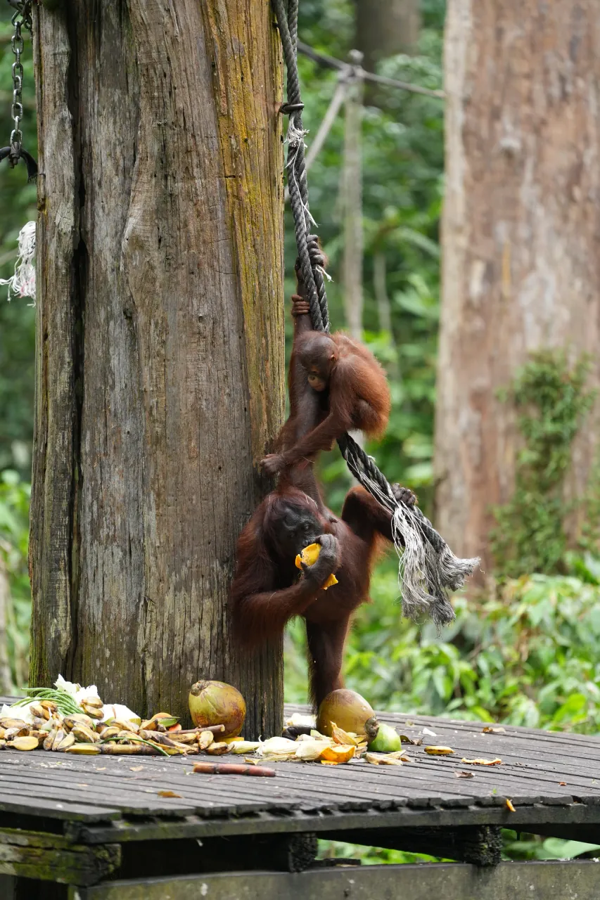 Mother and juvenile orangutan sharing the feeding platform