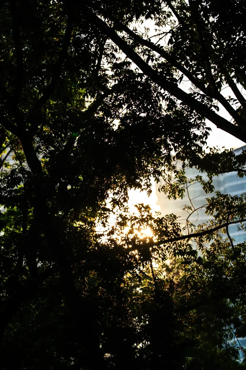 Silhouette through morning branches