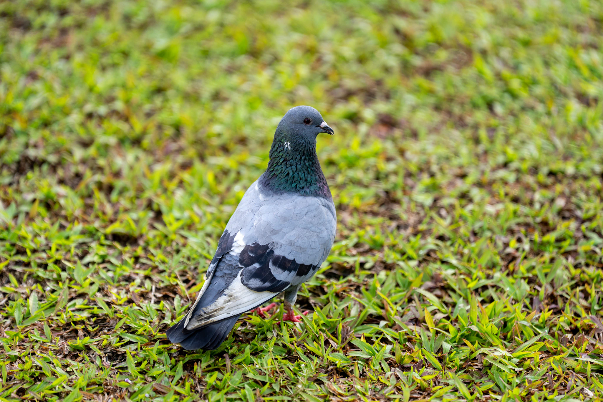Rock pigeon at KLCC Park — nature and wildlife photography in Kuala Lumpur
